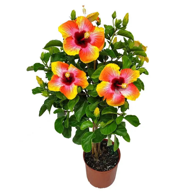 Tropical Plants Fiesta Hibiscus Tree 34â€?38â€?Braided, Full Sun Flowering, 3 Gallon