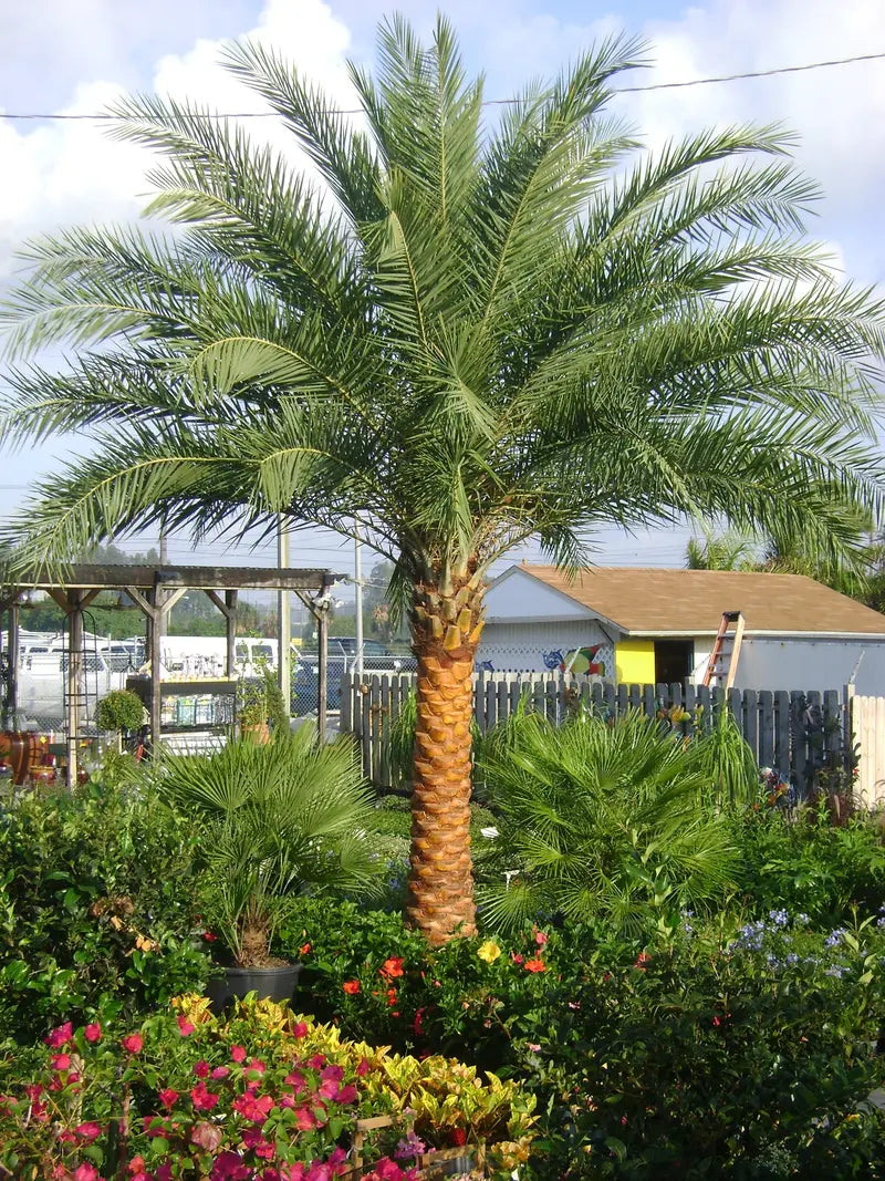 Sylvester Palm â€?Live Plant in a 10 inch Growers Pot â€?Phoenix Sylvestris- Hardy Palms from Florida