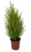 Lemon Scented Goldcrest Cypress Tree - Indoors/Out - 4" Pot