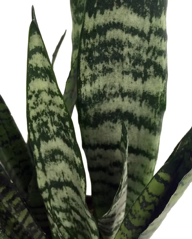 Zeylanica Snake Plant, Mother-In-Law's Tongue â€?Sanseveria â€?2 Plants â€?3