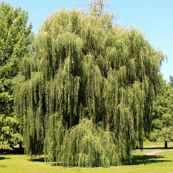 Weeping Willow Tree â€?Graceful, Fast-Growing Shade Tree for Wet Sites