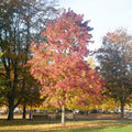 Sweet Gum Tree â€?Stately, Star-Shaped Leaf Ornamental with Spiky Fruit