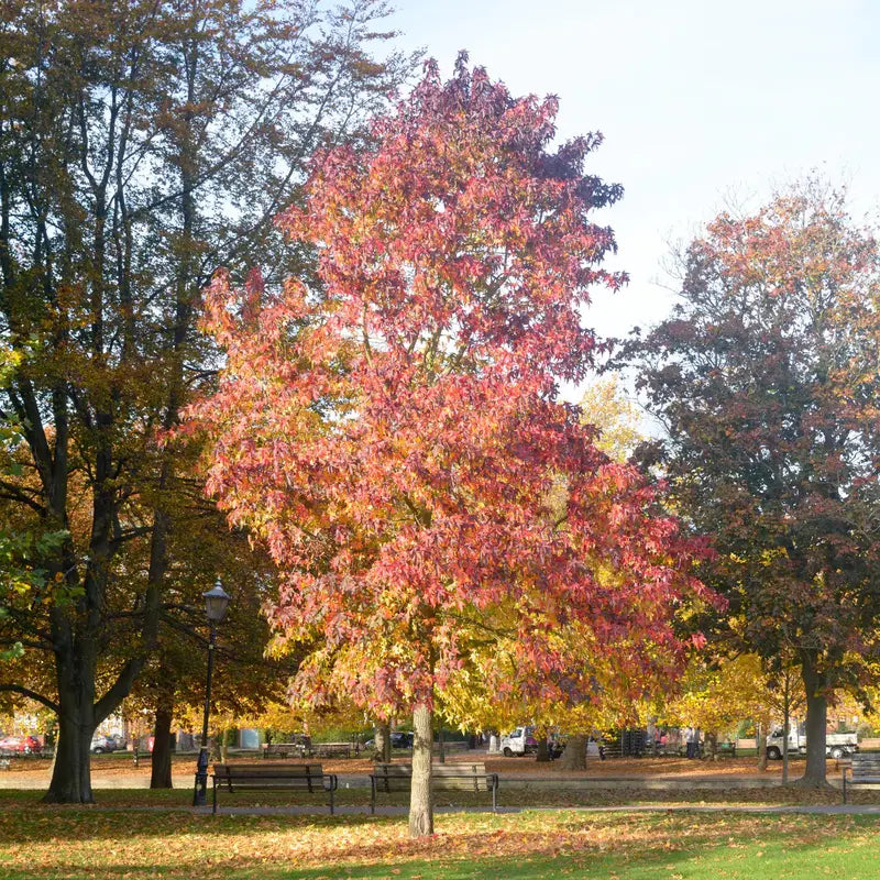 Sweet Gum Tree â€?Stately, Star-Shaped Leaf Ornamental with Spiky Fruit
