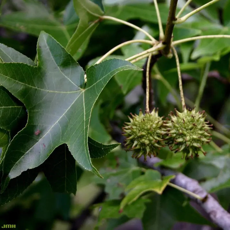 Sweet Gum Tree â€?Stately, Star-Shaped Leaf Ornamental with Spiky Fruit