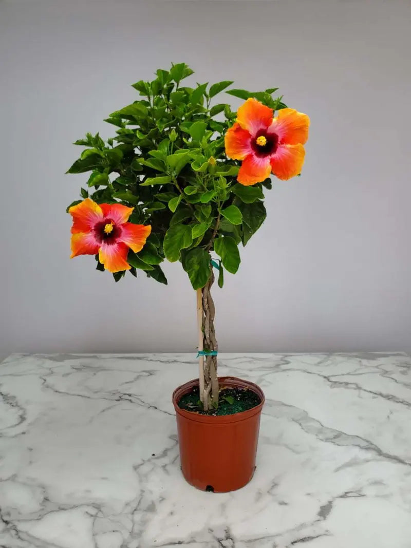 Tropical Plants Fiesta Hibiscus Tree 34â€?38â€?Braided, Full Sun Flowering, 3 Gallon