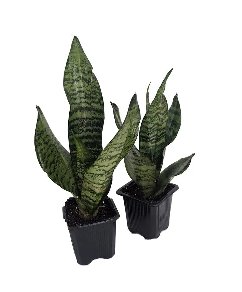 Zeylanica Snake Plant, Mother-In-Law's Tongue â€?Sanseveria â€?2 Plants â€?3