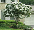 White Flowering Dogwood Tree