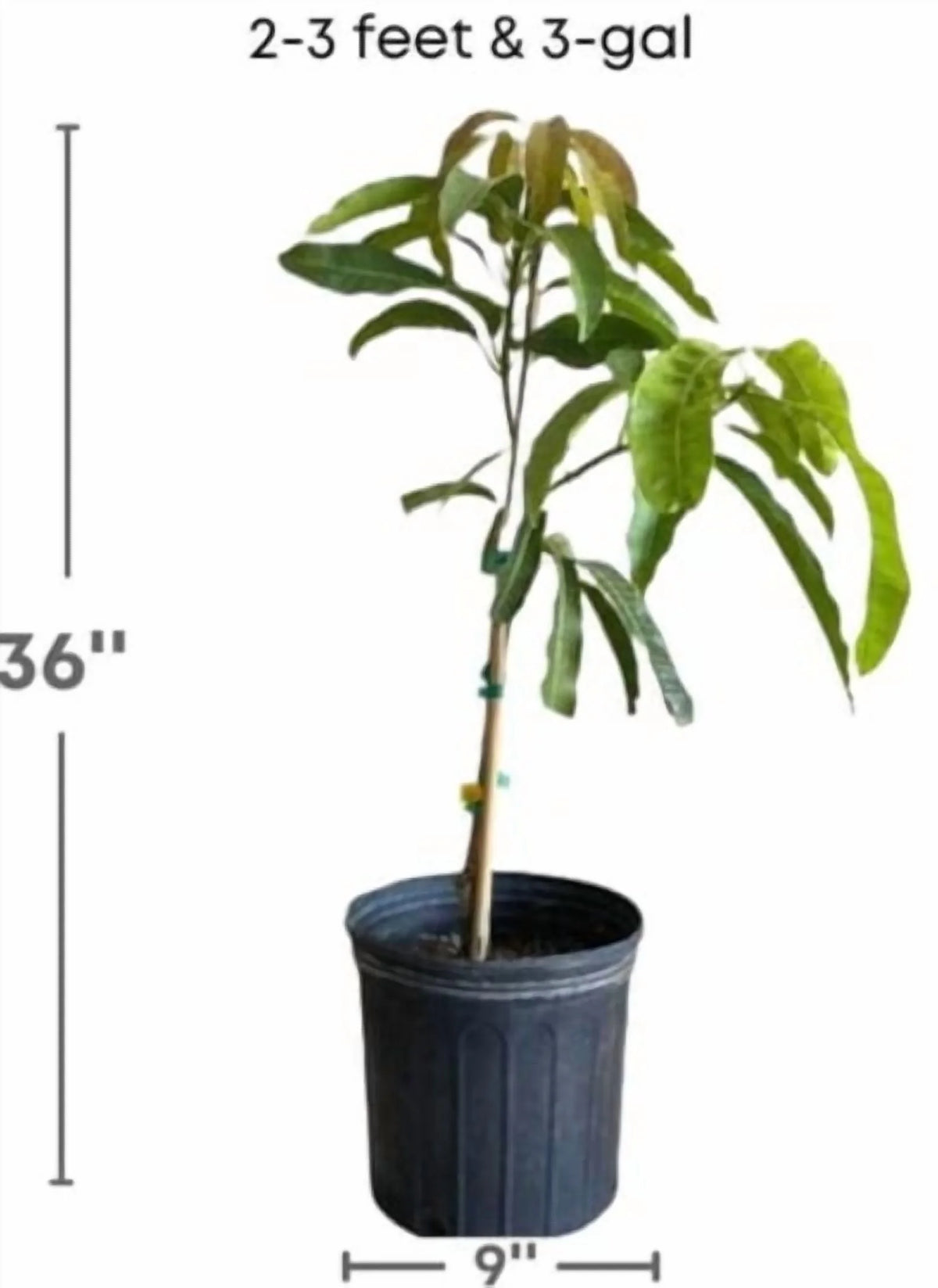Nam Doc Mai MANGO TREE GRAFTED (2 - 4 Feet Tall)
