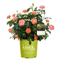 2 Gallon Orange Glow Knock Out Rose with Orange Flowers