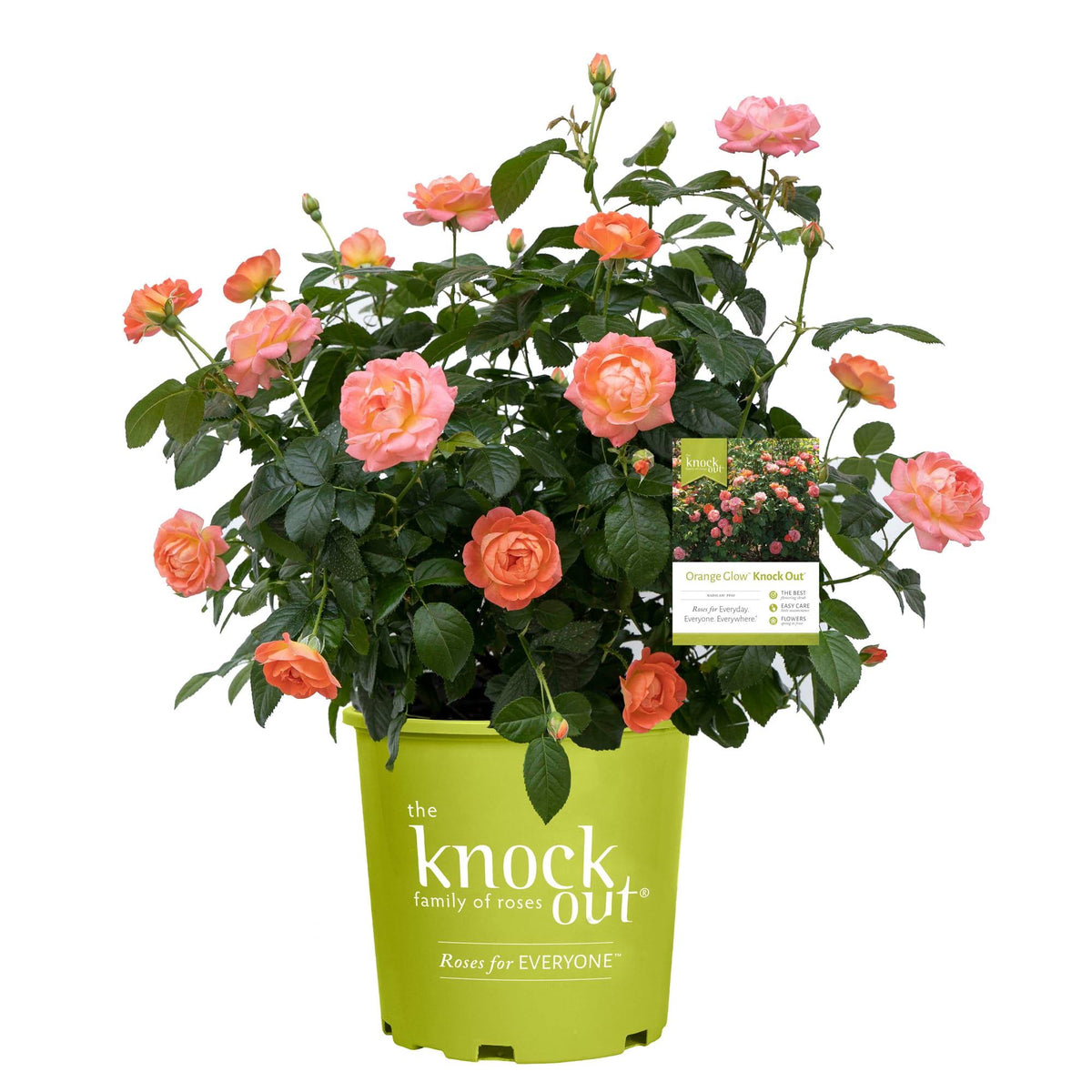 2 Gallon Orange Glow Knock Out Rose with Orange Flowers