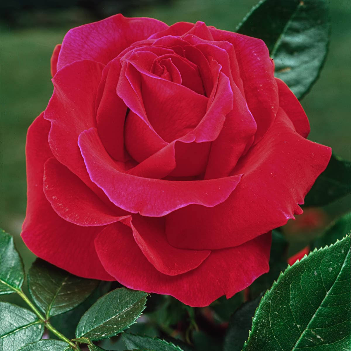 Mister Lincoln Dormant Bare Root Hybrid Tea Rose, Includes One Dormant Plant per Order