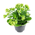 Kalanchoe blossfeldiana 'Calandiva White' | Houseplant Decor 4.5'' Pot / Grower Pot by Succulents Box