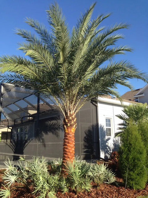 Sylvester Palm â€?Live Plant in a 10 inch Growers Pot â€?Phoenix Sylvestris- Hardy Palms from Florida