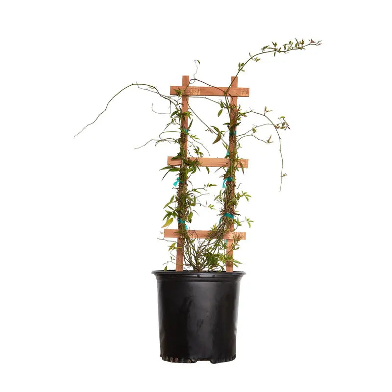 Yellow Lady Banks Rose (2.5 Gallon) Thornless Blooming Vine â€?Full Sun Live Outdoor Plant
