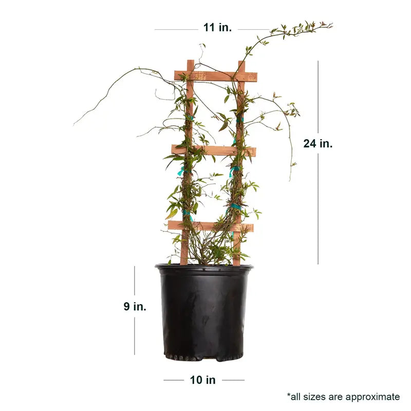Yellow Lady Banks Rose (2.5 Gallon) Thornless Blooming Vine â€?Full Sun Live Outdoor Plant