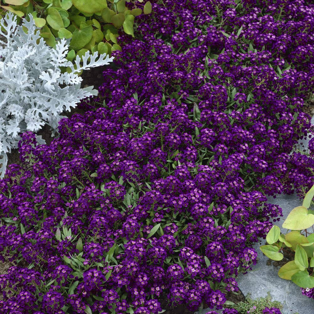 Outsidepride Alyssum Oriental Nights - 5000 Seeds