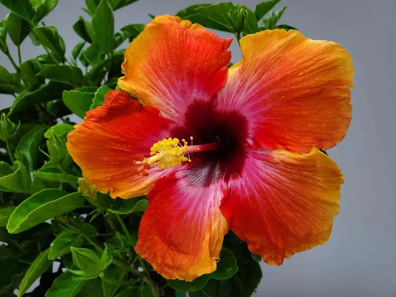 Tropical Plants Fiesta Hibiscus Tree 34â€?38â€?Braided, Full Sun Flowering, 3 Gallon