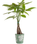 Costa Farms Indirect Light Live Indoor Money Tree Plant - Green - 16 in