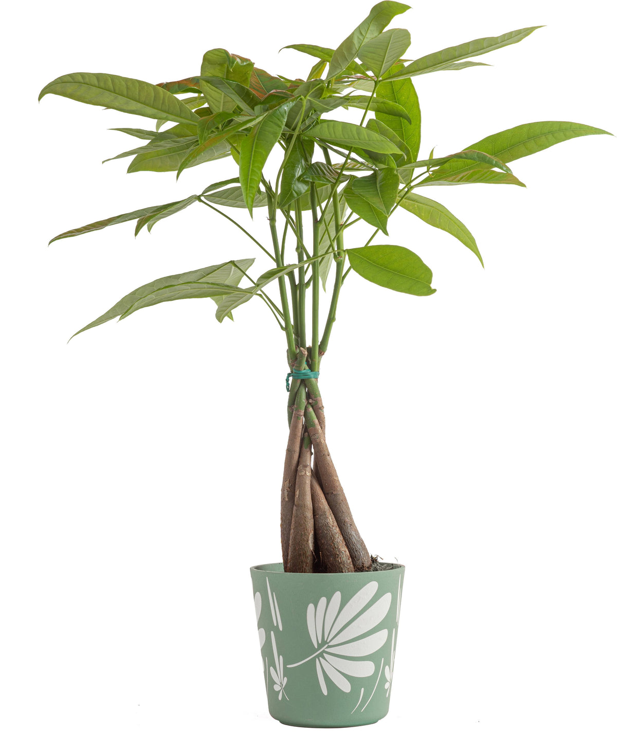 Costa Farms Indirect Light Live Indoor Money Tree Plant - Green - 16 in