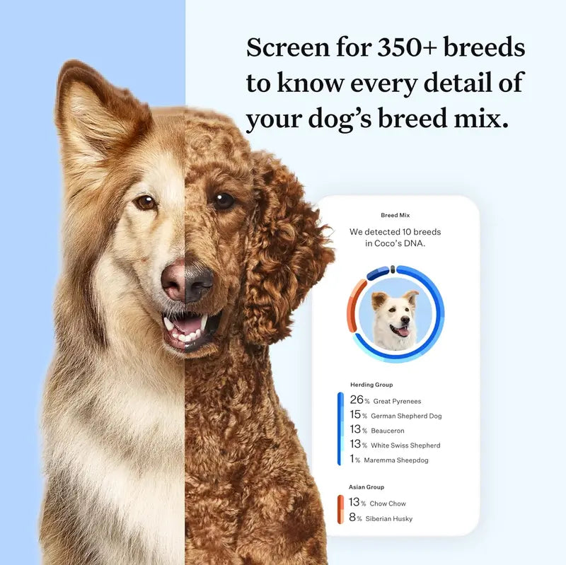 Wisdom Panel Essential: Accurate 365+ Breed DNA Test, 30 Health Checks, 50+ Traits, Ancestry & Relatives
