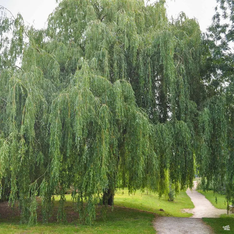 Weeping Willow Tree â€?Graceful, Fast-Growing Shade Tree for Wet Sites