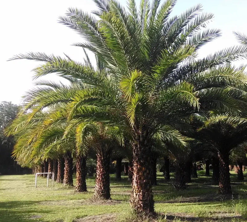 Sylvester Palm â€?Live Plant in a 10 inch Growers Pot â€?Phoenix Sylvestris- Hardy Palms from Florida