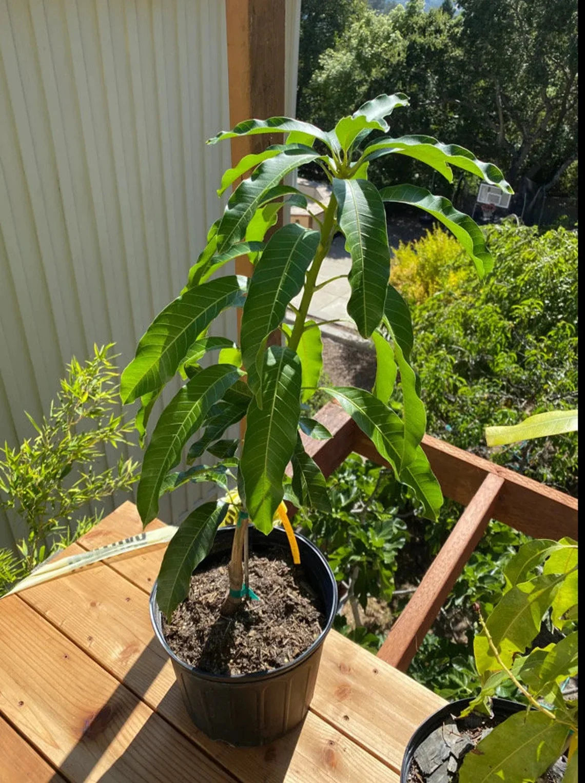 Nam Doc Mai MANGO TREE GRAFTED (2 - 4 Feet Tall)