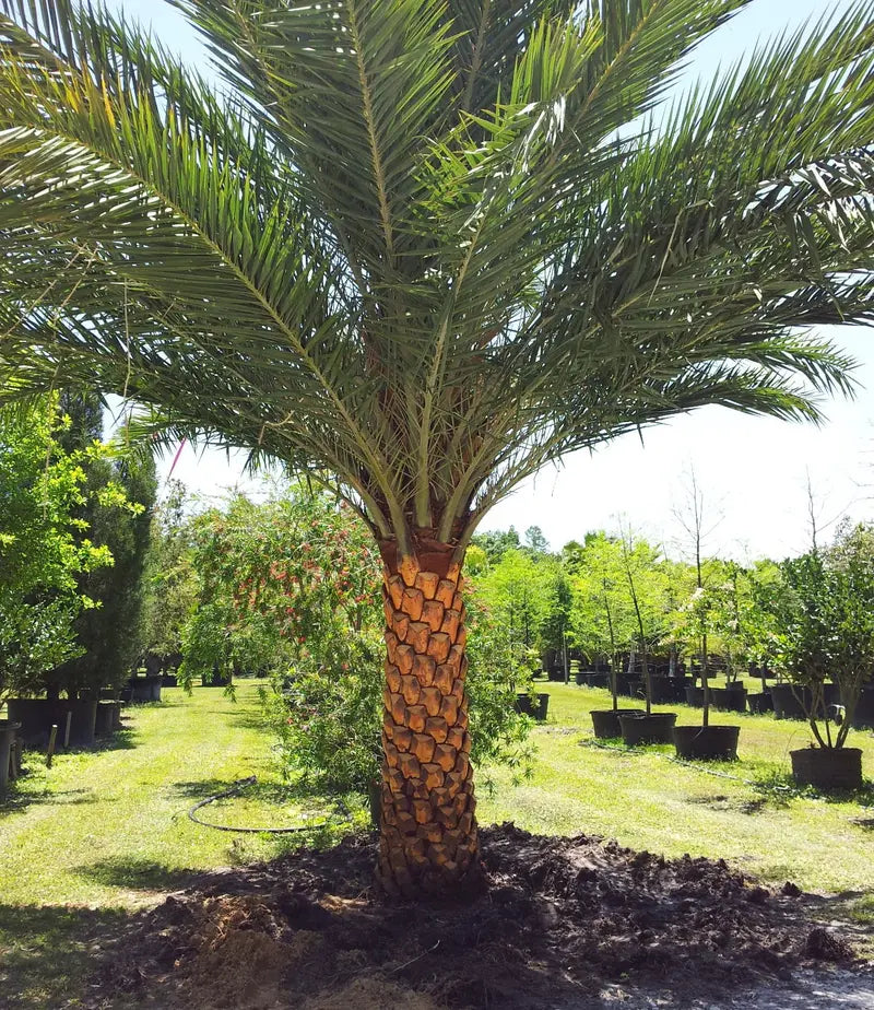 Sylvester Palm â€?Live Plant in a 10 inch Growers Pot â€?Phoenix Sylvestris- Hardy Palms from Florida