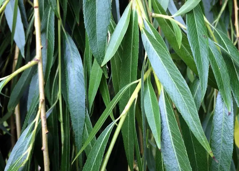 Weeping Willow Tree â€?Graceful, Fast-Growing Shade Tree for Wet Sites