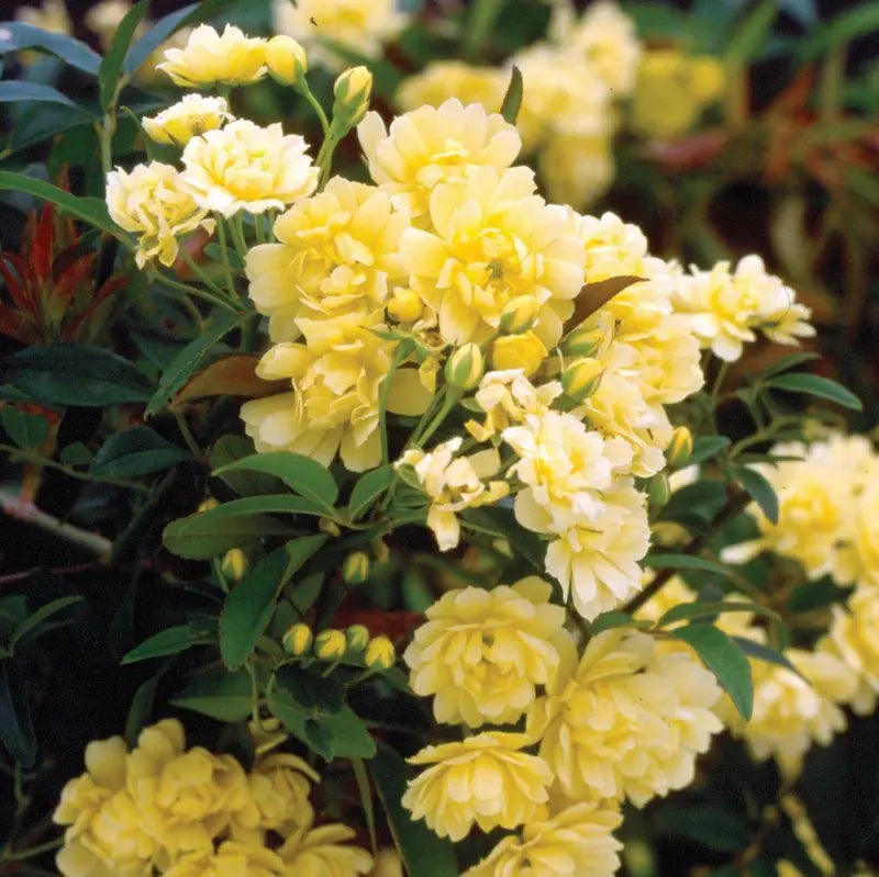 Yellow Lady Banks Rose (2.5 Gallon) Thornless Blooming Vine â€?Full Sun Live Outdoor Plant