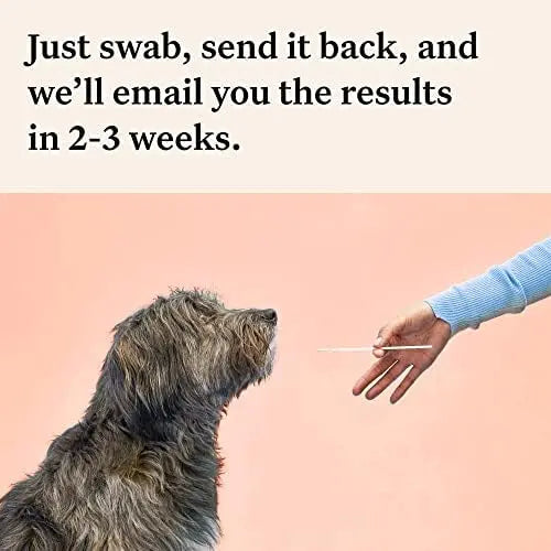 Wisdom Panel Premium Dog DNA Kit: 265+ Health Tests, 365+ Breeds, 50+ Traits, Ancestry & Relatives â€?1 Pack