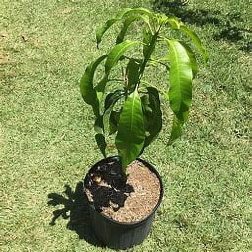 Nam Doc Mai MANGO TREE GRAFTED (2 - 4 Feet Tall)