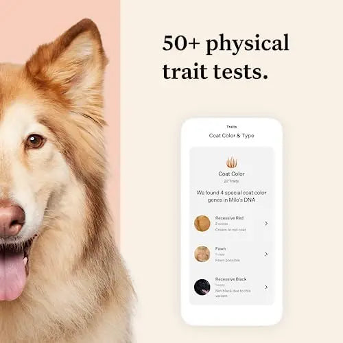 Wisdom Panel Premium Dog DNA Kit: 265+ Health Tests, 365+ Breeds, 50+ Traits, Ancestry & Relatives â€?1 Pack