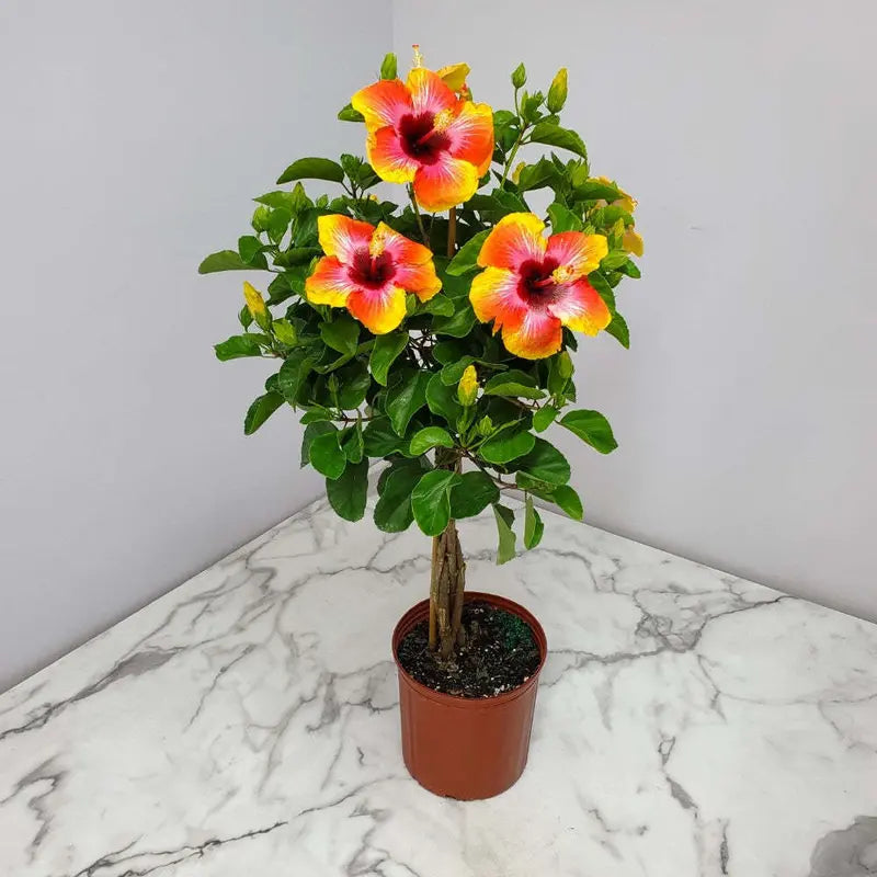 Tropical Plants Fiesta Hibiscus Tree 34â€?38â€?Braided, Full Sun Flowering, 3 Gallon