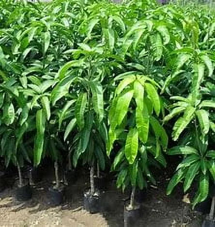 Nam Doc Mai MANGO TREE GRAFTED (2 - 4 Feet Tall)