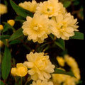 Yellow Lady Banks Rose (2.5 Gallon) Thornless Blooming Vine â€?Full Sun Live Outdoor Plant