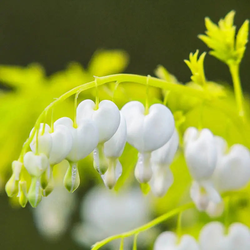White Gold Bleeding Heart (Dicentra), Dormant Bare Root Starter Perennial Plants (1-Pack)