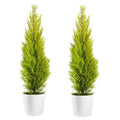 Online Orchards 1-gal. Lemon Cypress Tree with Citrusy Aroma and Golden Evergreen Foliage (2-Pack)