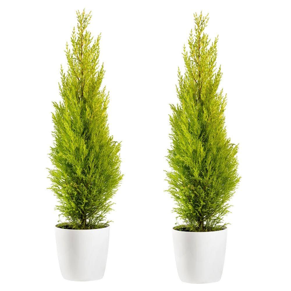 Online Orchards 1-gal. Lemon Cypress Tree with Citrusy Aroma and Golden Evergreen Foliage (2-Pack)