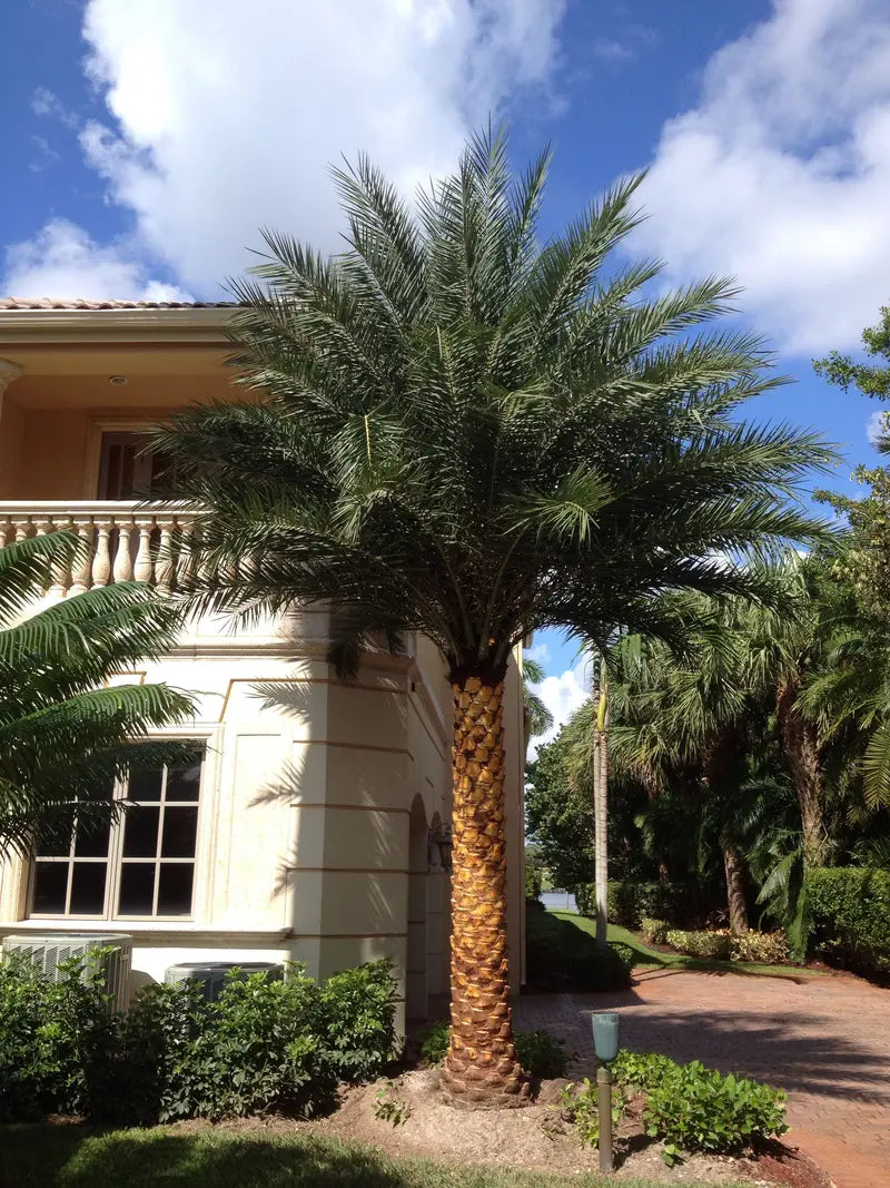 Sylvester Palm â€?Live Plant in a 10 inch Growers Pot â€?Phoenix Sylvestris- Hardy Palms from Florida