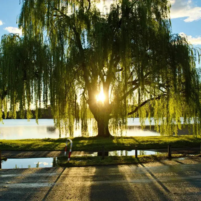 Weeping Willow Tree â€?Graceful, Fast-Growing Shade Tree for Wet Sites