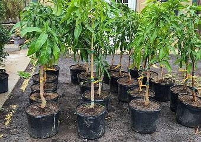 Nam Doc Mai MANGO TREE GRAFTED (2 - 4 Feet Tall)