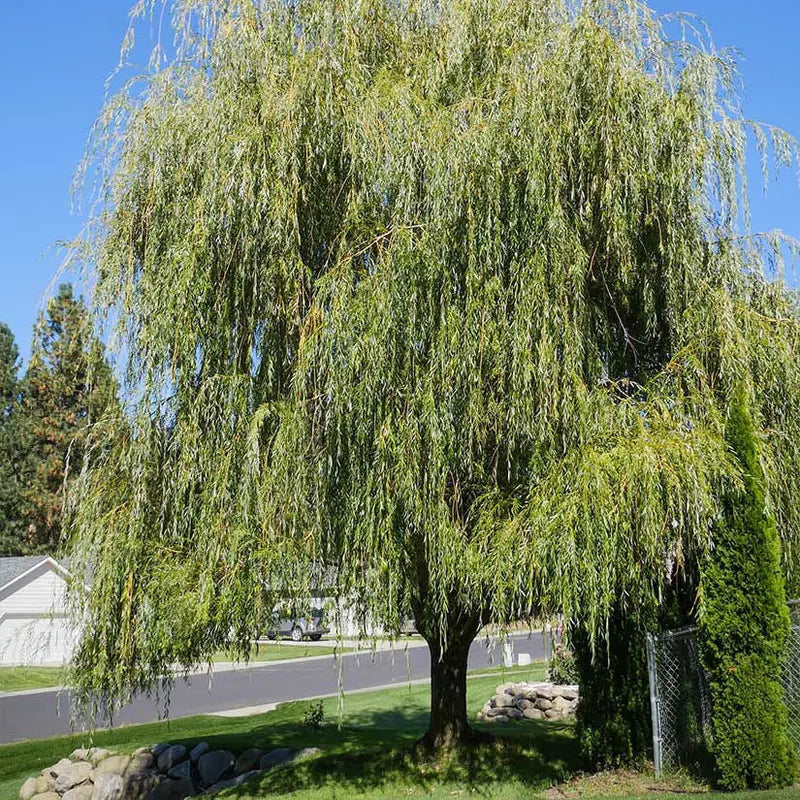 Weeping Willow Tree â€?Graceful, Fast-Growing Shade Tree for Wet Sites