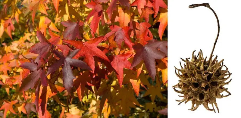 Sweet Gum Tree â€?Stately, Star-Shaped Leaf Ornamental with Spiky Fruit